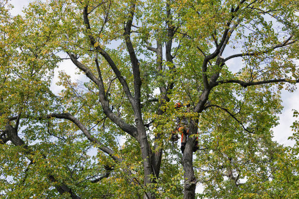 Best Storm Damage Tree Cleanup  in Savannah, MO